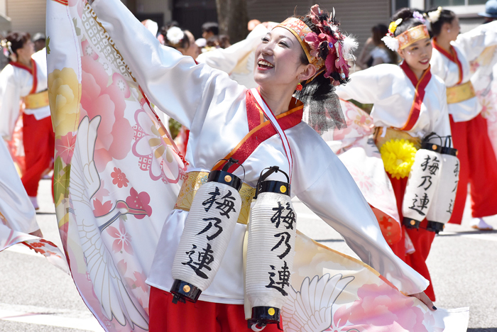 よさこい衣装・祭り衣装　　梅乃連様 