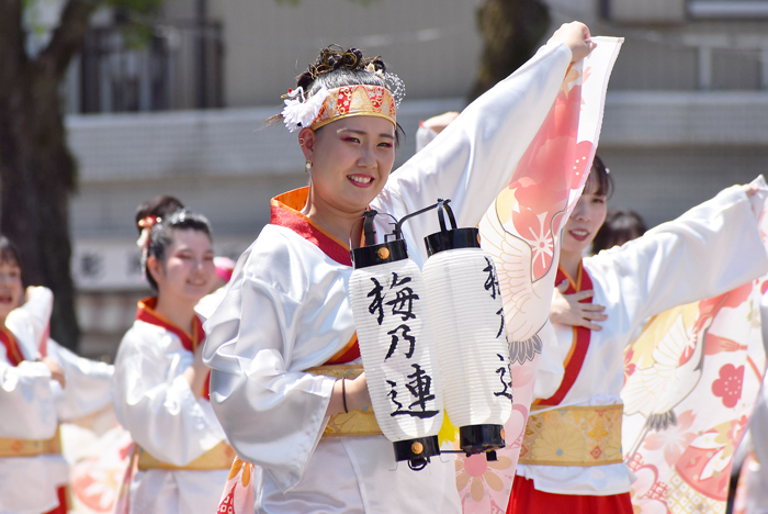 よさこい衣装・祭り衣装　　梅乃連様 