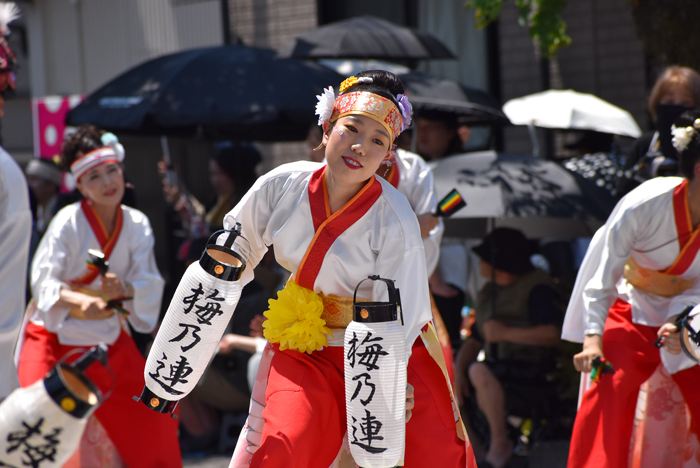 よさこい衣装・祭り衣装　　梅乃連様 